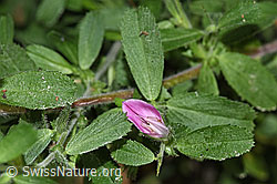 Foto: Kriechende Hauhechel (Ononis repens)