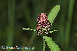 Foto: Wiesen-Flockenblume (Centaurea jacea)