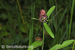 Foto: Wiesen-Flockenblume (Centaurea jacea)