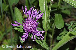 Foto: Wiesen-Flockenblume (Centaurea jacea)
