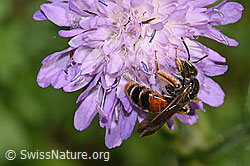 Foto: Knautien-Sandbiene (Andrena hattorfiana) auf Wald-Witwenblume (Knautia dipsacifolia)