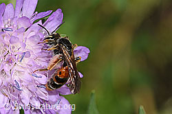 Foto: Knautien-Sandbiene (Andrena hattorfiana) auf Wald-Witwenblume (Knautia dipsacifolia)