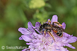 Foto: Knautien-Sandbiene (Andrena hattorfiana) auf Wald-Witwenblume (Knautia dipsacifolia)