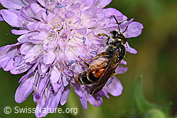 F300873: Knautien-Sandbiene (Andrena hattorfiana) auf Wald-Witwenblume (Knautia dipsacifolia)