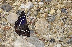Foto: Grosser Schillerfalter (Apatura iris)