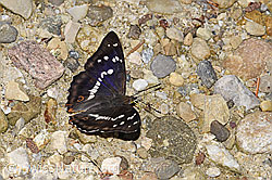 F300880: Grosser Schillerfalter (Apatura iris)