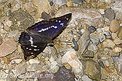 F300881: Grosser Schillerfalter (Apatura iris)
