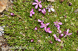 Kalk-Polsternelke (Silene acaulis) (F302544)