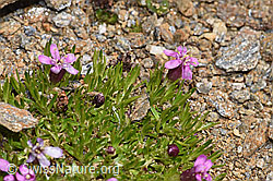 Kalk-Polsternelke (Silene acaulis) (F302545)
