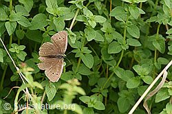F305504: Brauner Waldvogel (Aphantopus hyperantus)