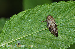 F305536: Erlenschaumzikade (Aphrophora alni)