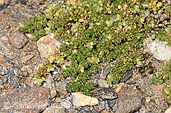 Alpen-Bruchkraut (Herniaria alpina) (08.2025, F308170)