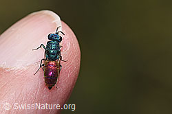 Chrysis impressa (Goldwespe) (14.08.2025, F309488)