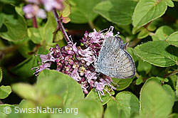 Brombeer-Perlmuttfalter (Brenthis daphne) auf Echtem Dost (Origanum vulgare)
