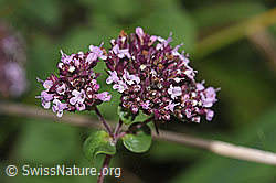 Echter Dost (Origanum vulgare) (F314822) Echter Dost (Origanum vulgare) (F314822)