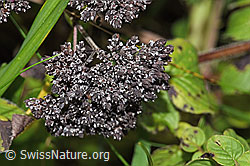 Echter Dost (Origanum vulgare) (F314823) Echter Dost (Origanum vulgare) (F314823)