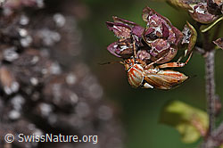 Brombeer-Perlmuttfalter (Brenthis daphne) auf Echtem Dost (Origanum vulgare)