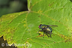 F314856: Neomyia cornicina (Fliege)