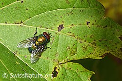 F314858: Neomyia cornicina (Fliege)
