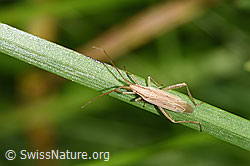 Neu in SwissNature.org: Glattköpfige Schmalwanze (Stenodema laevigata)