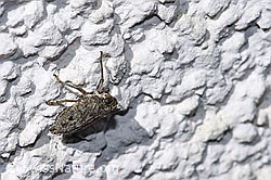 F314891: Echte Käferzikade (Issus coleoptratus)
