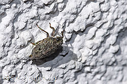 F314893: Echte Käferzikade (Issus coleoptratus)