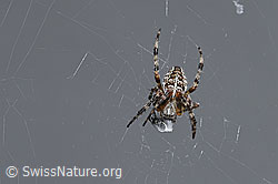 Foto: Gartenkreuzspinne (Araneus diadematus)