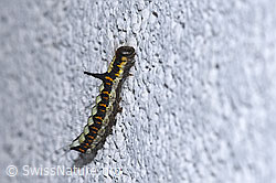 Neu in SwissNature.org: Pfeileule Raupe (Acronicta psi)