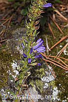 F315771: Ährige Glockenblume (Phyteuma spicatum)