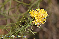 F315773: Gold-Aster (Aster linosyris)