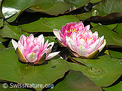 Foto: Hybrid-Seerosen