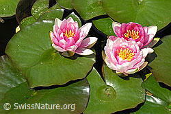 Foto: Hybrid-Seerose
