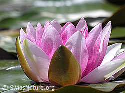 Foto: Blüte der Seerose